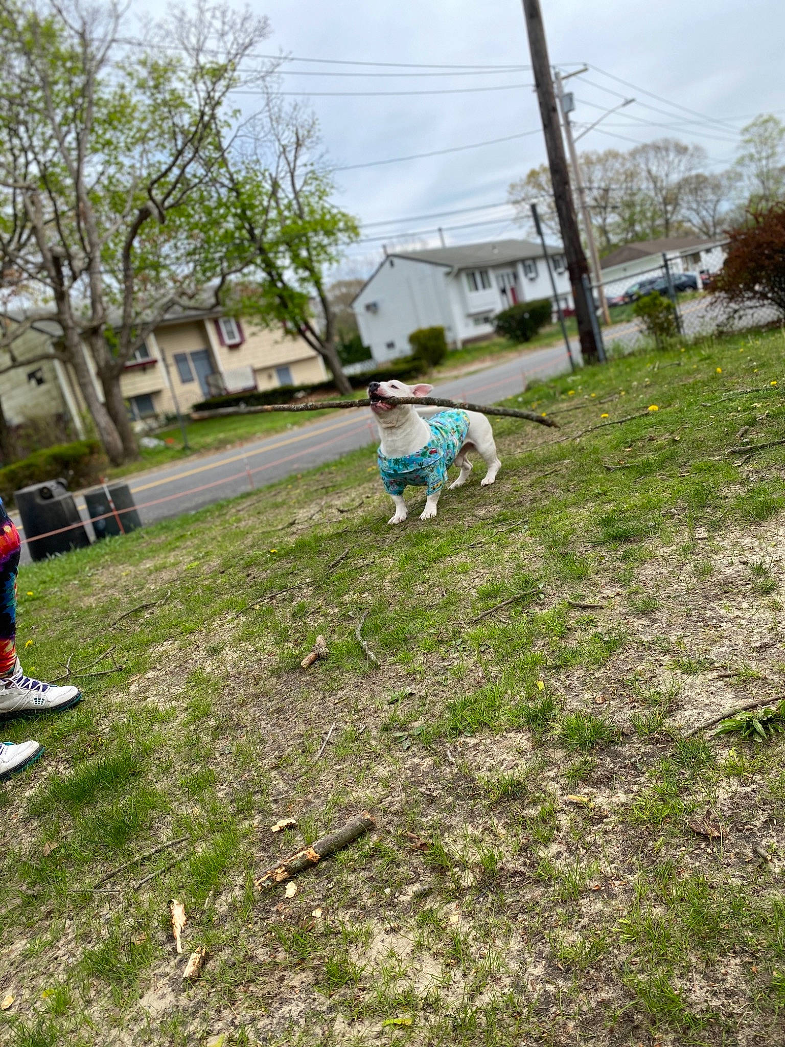 Cloud is registered to the contest to win money with this photo: backyard, child, games, garden, grass, grass_family, grassland, home, house, land_lot, lawn, photography, plant, residential_area, spring, tree, yard