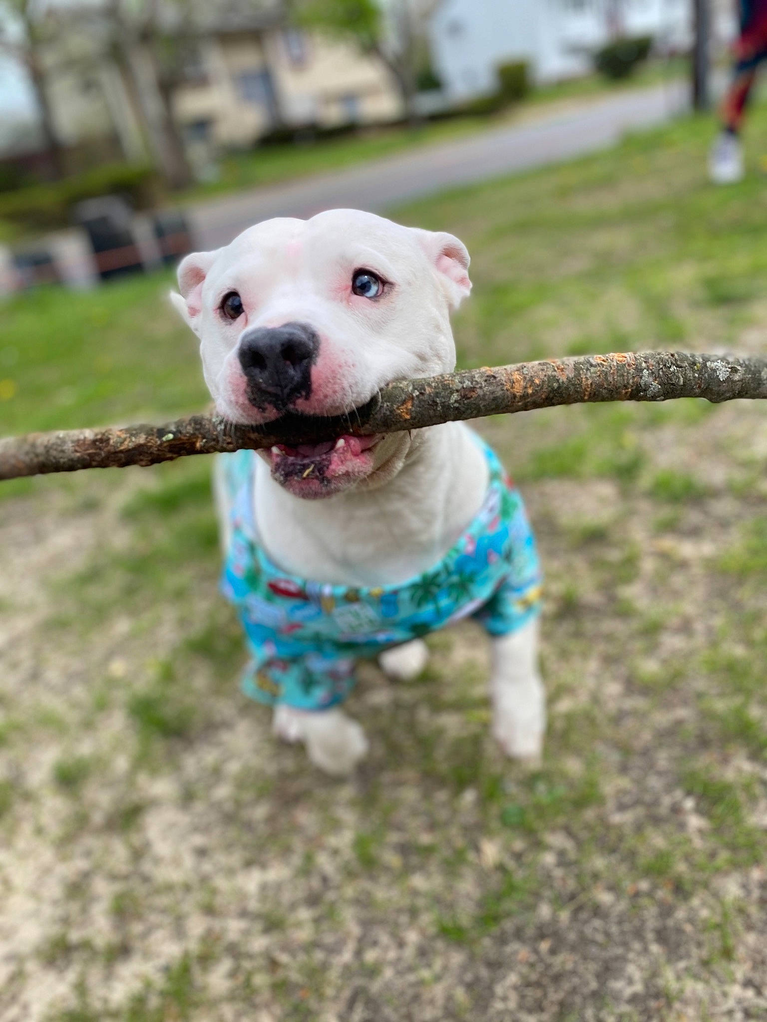 Cloud is registered to the contest to win money with this photo: american_bulldog, american_pit_bull_terrier, american_staffordshire_terrier, canidae, carnivore, companion_dog, dog, dog_breed, dogo_argentino, fawn, mammal, non_sporting_group, pit_bull, puppy, rare_breed_dog, snout, sporting_group, staffordshire_bull_terrier, vertebrate
