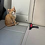 kitten, cat, orange_cat, white_cat, car_seat, backseat, pet, animal, cute, young_cat, feline, indoor, seatbelt, car_interior, small_pet, looking, sitting, fur, whiskers, ears