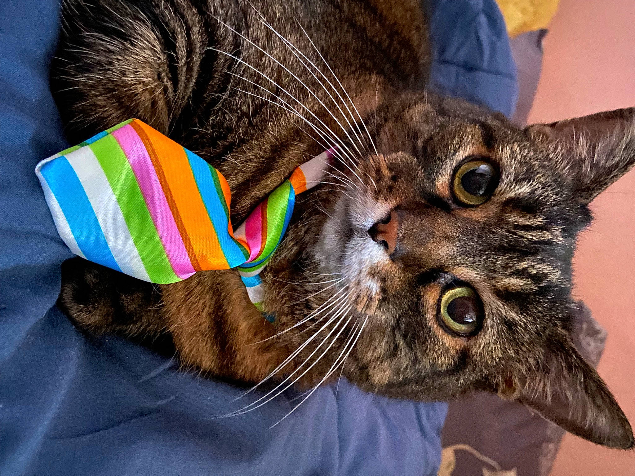 Ulysse a rejoint le concours — aidez-le/la à gagner de superbes lots ! carnivore, cat, claw, collar, comfort, domestic_short_haired_cat, ear, felidae, fur, paw, rainbow, small_to_medium_sized_cats, snout, tail, whiskers