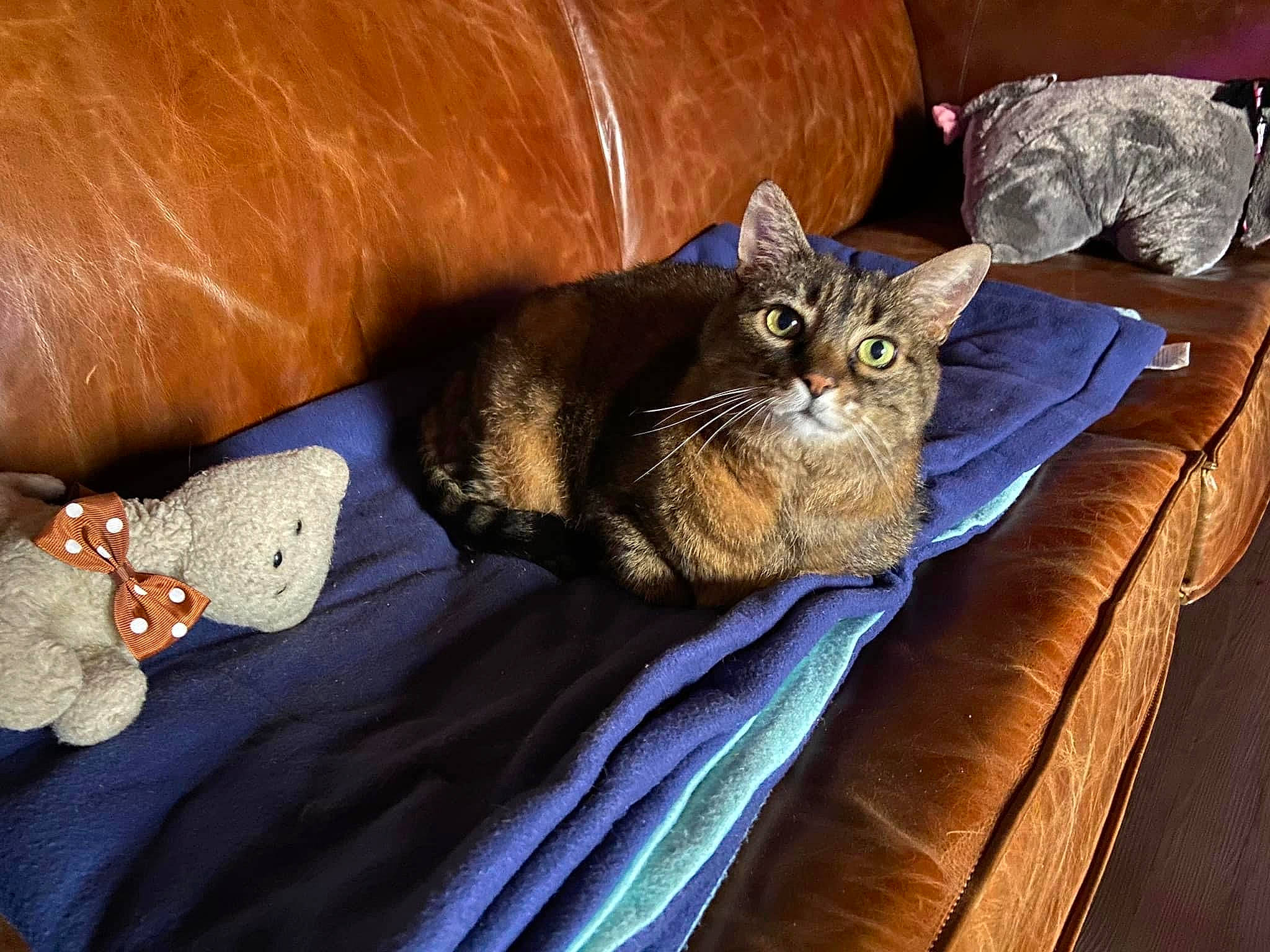 Ulysse a rejoint le concours — aidez-le/la à gagner de superbes lots ! bag, bed, bedding, brown, carnivore, cat, cat_supply, comfort, couch, domestic_short_haired_cat, felidae, fur, grey, linens, pet_supply, pillow, small_to_medium_sized_cats, tail, whiskers, wood