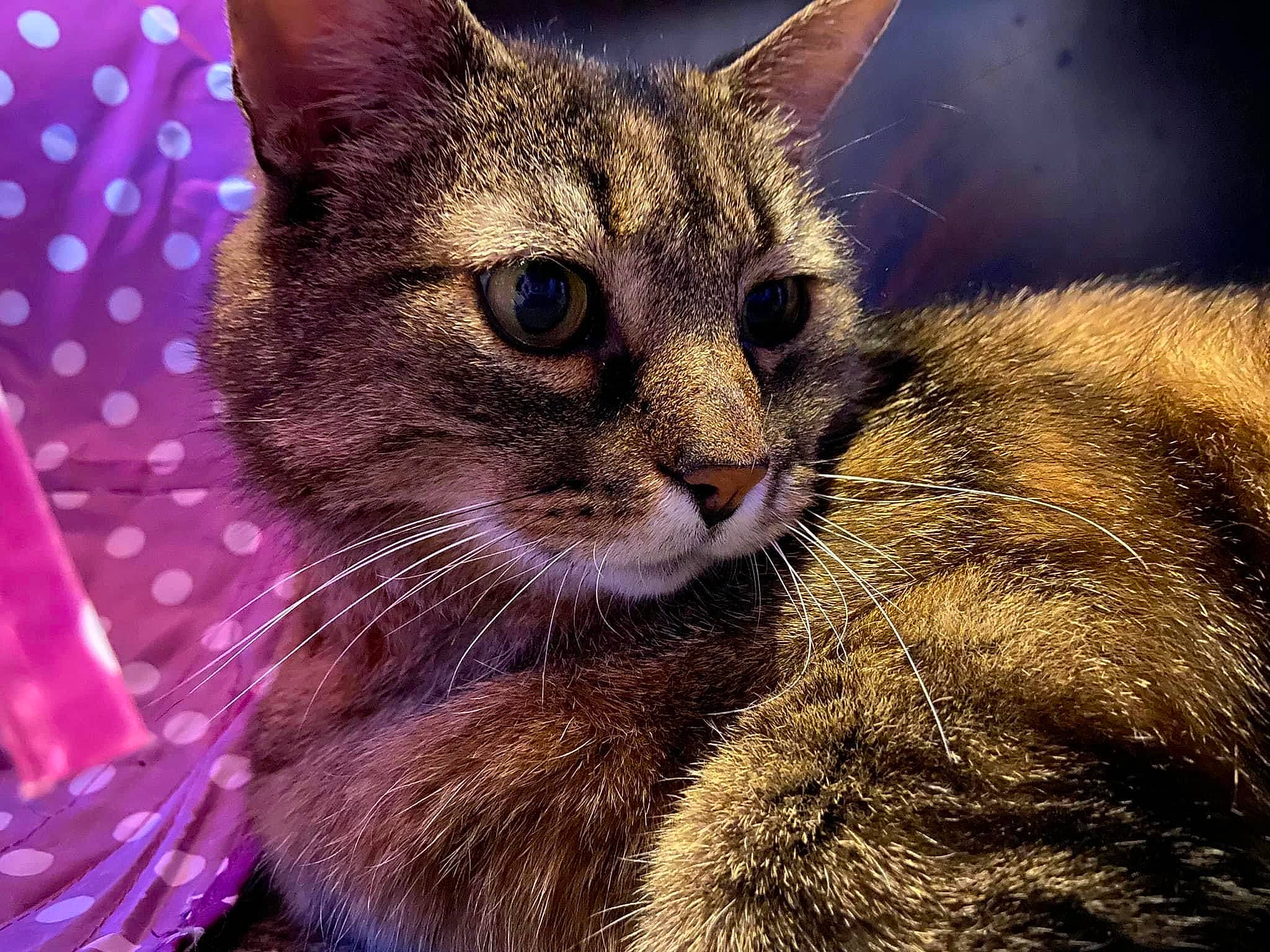 Ulysse participe au concours pour gagner de l'argent avec cette photo : carnivore, cat, claw, close_up, domestic_short_haired_cat, felidae, fur, pattern, paw, small_to_medium_sized_cats, snout, terrestrial_animal, whiskers, wildlife, window