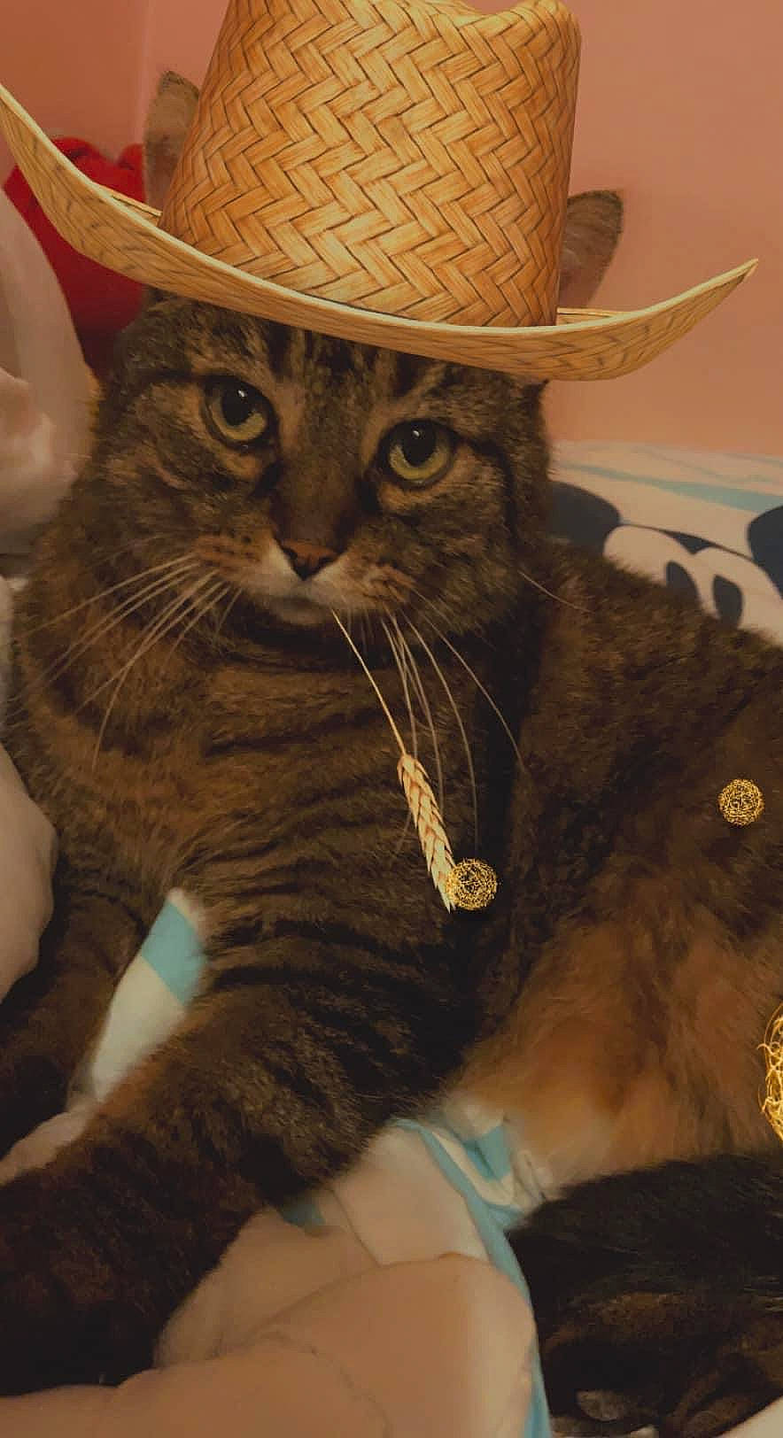Ulysse a rejoint le concours — aidez-le/la à gagner de superbes lots ! carnivore, cat, costume_hat, cowboy_hat, domestic_short_haired_cat, fashion_accessory, fedora, felidae, fur, hat, small_to_medium_sized_cats, sombrero, sun_hat, tail, terrestrial_animal, whiskers
