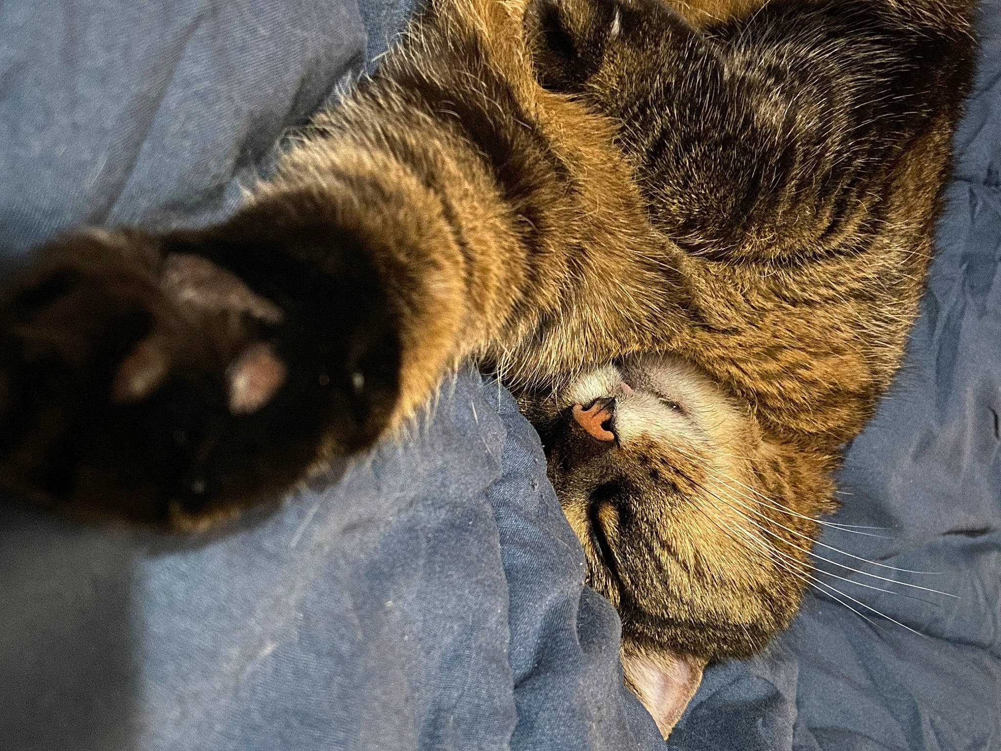 Ulysse a rejoint le concours — aidez-le/la à gagner de superbes lots ! canidae, carnivore, cat, claw, comfort, dog_breed, domestic_short_haired_cat, eye, fawn, felidae, foot, fur, paw, small_to_medium_sized_cats, snout, sporting_group, tail, terrestrial_animal, whiskers, wildlife