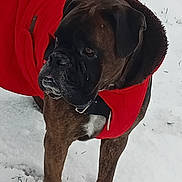 Olympe a rejoint le concours — aidez-le/la à gagner de superbes lots ! dog, boxer, pet, canine, red_coat, winter, snow, outdoor, portrait, fur, muzzle, collar, standing, paws, grass, cold, close_up, large_breed, coat, animal