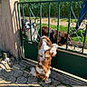 Ushka participe au concours pour gagner de l'argent avec cette photo : dogs, dog, pets, tricolor_dog, border_collie, small_dog, fluffy_dog, brown_and_white, black_and_white, happy, outdoor, garden, gate, fence, countryside, sunlight, grass, pavement, animal_portrait, playful