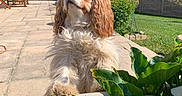 Ushka a rejoint le concours — aidez-le/la à gagner de superbes lots ! backyard, brown_and_white, cavalier_king_charles_spaniel, dog, flowers, fluffy_fur, garden, greenery, hedge, house, lawn, long_ears, outdoor, patio, pet, plants, portrait, standing, sunny, umbrella