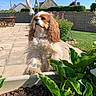 backyard, brown_and_white, cavalier_king_charles_spaniel, dog, flowers, fluffy_fur, garden, greenery, hedge, house, lawn, long_ears, outdoor, patio, pet, plants, portrait, standing, sunny, umbrella