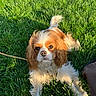 Ushka participe au concours pour gagner de l'argent avec cette photo : dog, cavalier_king_charles_spaniel, pet, grass, outdoor, portrait, fluffy, long_hair, brown_and_white, sunlight, leash, sitting, staring, serious_expression, garden, lawn, animal, companion, close_up, natural_light