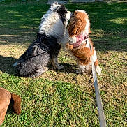 Ushka a rejoint le concours — aidez-le/la à gagner de superbes lots ! dogs, dog, cavalier_king_charles_spaniel, small_dog, fluffy, long_hair, black_and_white, brown_and_white, pink_harness, leash, park, grass, lake, pond, reeds, trees, outdoors, sunlight, animal_portrait, dog_greeting