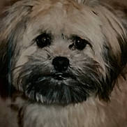 Bandit is registered to the contest to win money with this photo: animal, beard, close_up, companion, cute, dim_lighting, dog, face, fluffy, furry, fuzzy, indoor, looking, mammal, nostalgic, pet, portrait, scruffy, small_dog, whiskers