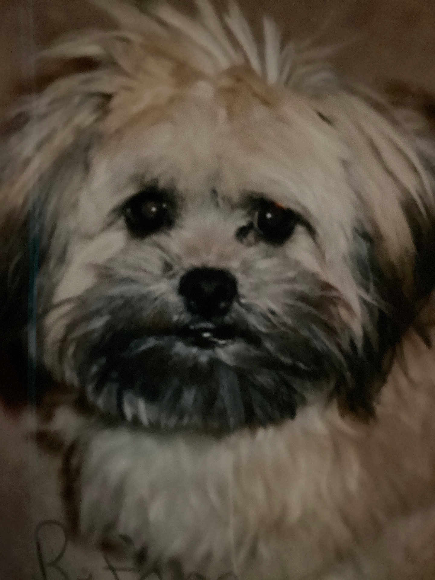 Bandit is registered to the contest to win money with this photo: animal, beard, close_up, companion, cute, dim_lighting, dog, face, fluffy, furry, fuzzy, indoor, looking, mammal, nostalgic, pet, portrait, scruffy, small_dog, whiskers