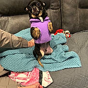 George joined the competition — help win amazing prizes! dog, small_dog, puppy, purple_clothing, hoodie, blanket, couch, indoor, pet, animal, furniture, human_hand, sitting, cute, fur, black_dog, tan_dog, textile, cozy, expression