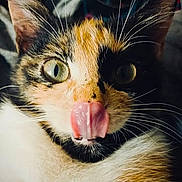 Biscotte participe au concours pour gagner de l'argent avec cette photo : cat, close_up, tongue_out, whiskers, fur, animal, pet, cute, face, eyes, expression, muzzle, domestic_cat, feline, playful, portrait, indoor, pink_tongue, nose, curious