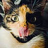 cat, close_up, tongue_out, whiskers, fur, animal, pet, cute, face, eyes, expression, muzzle, domestic_cat, feline, playful, portrait, indoor, pink_tongue, nose, curious