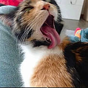 Bibi a rejoint le concours — aidez-le/la à gagner de superbes lots ! cat, calico, yawning, indoor, jeans, leg, person, socks, floor, relaxing, mouth_open, feline, fur, comfortable, home, casual, animal, pet, tongue, resting