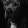 animal, animal_portrait, black_and_white, canine, close_up, collar, dark_background, dog, domestic_animal, ears, expression, eyes, fur, monochrome, muzzle, nose, pet, portrait, serious, studio_lighting