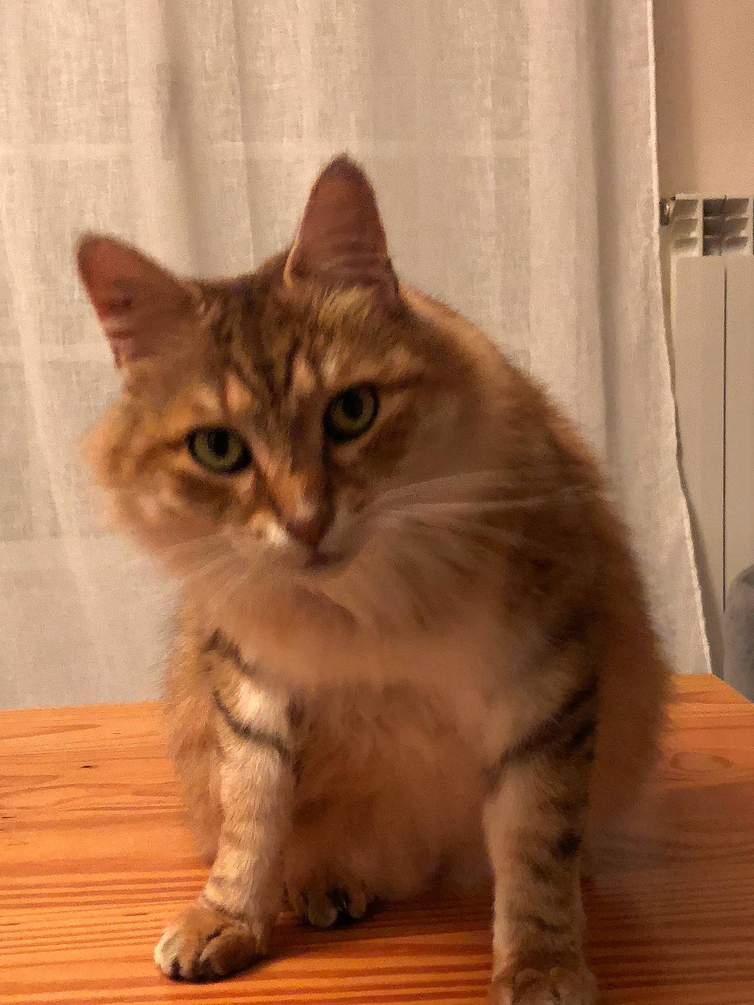 Macaron a rejoint le concours — aidez-le/la à gagner de superbes lots ! carnivore, cat, claw, curtain, domestic_short_haired_cat, door, fawn, felidae, flooring, fur, hardwood, paw, sitting, small_to_medium_sized_cats, snout, tail, terrestrial_animal, whiskers, window, wood