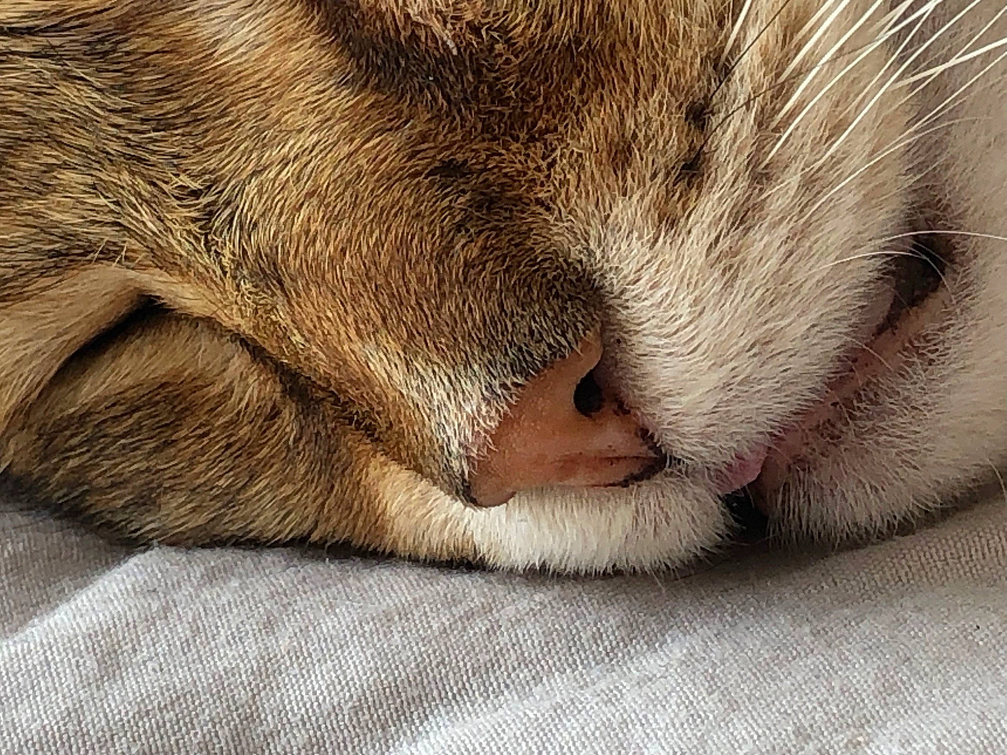 Macaron a rejoint le concours — aidez-le/la à gagner de superbes lots ! carnivore, cat, claw, comfort, eye, fawn, felidae, fur, nap, paw, sleep, small_to_medium_sized_cats, snout, terrestrial_animal, whiskers, wildlife