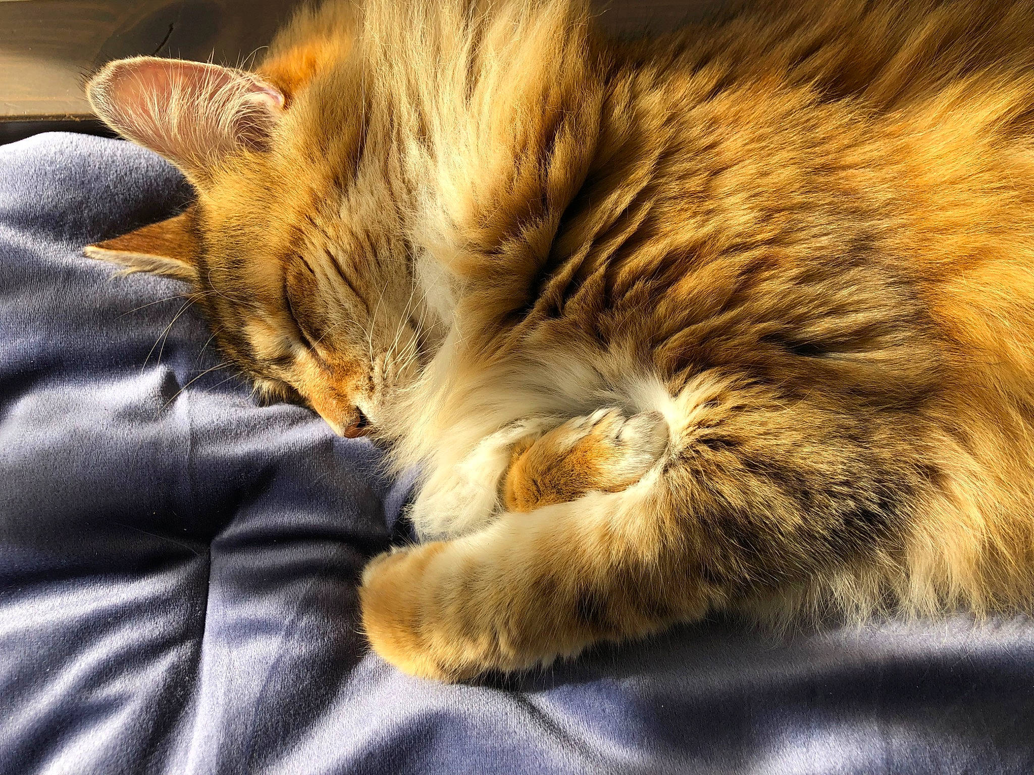 Macaron a rejoint le concours — aidez-le/la à gagner de superbes lots ! carnivore, cat, claw, close_up, comfort, domestic_short_haired_cat, fawn, felidae, fur, nap, orange, paw, sleep, small_to_medium_sized_cats, snout, tail, terrestrial_animal, whiskers, wildlife