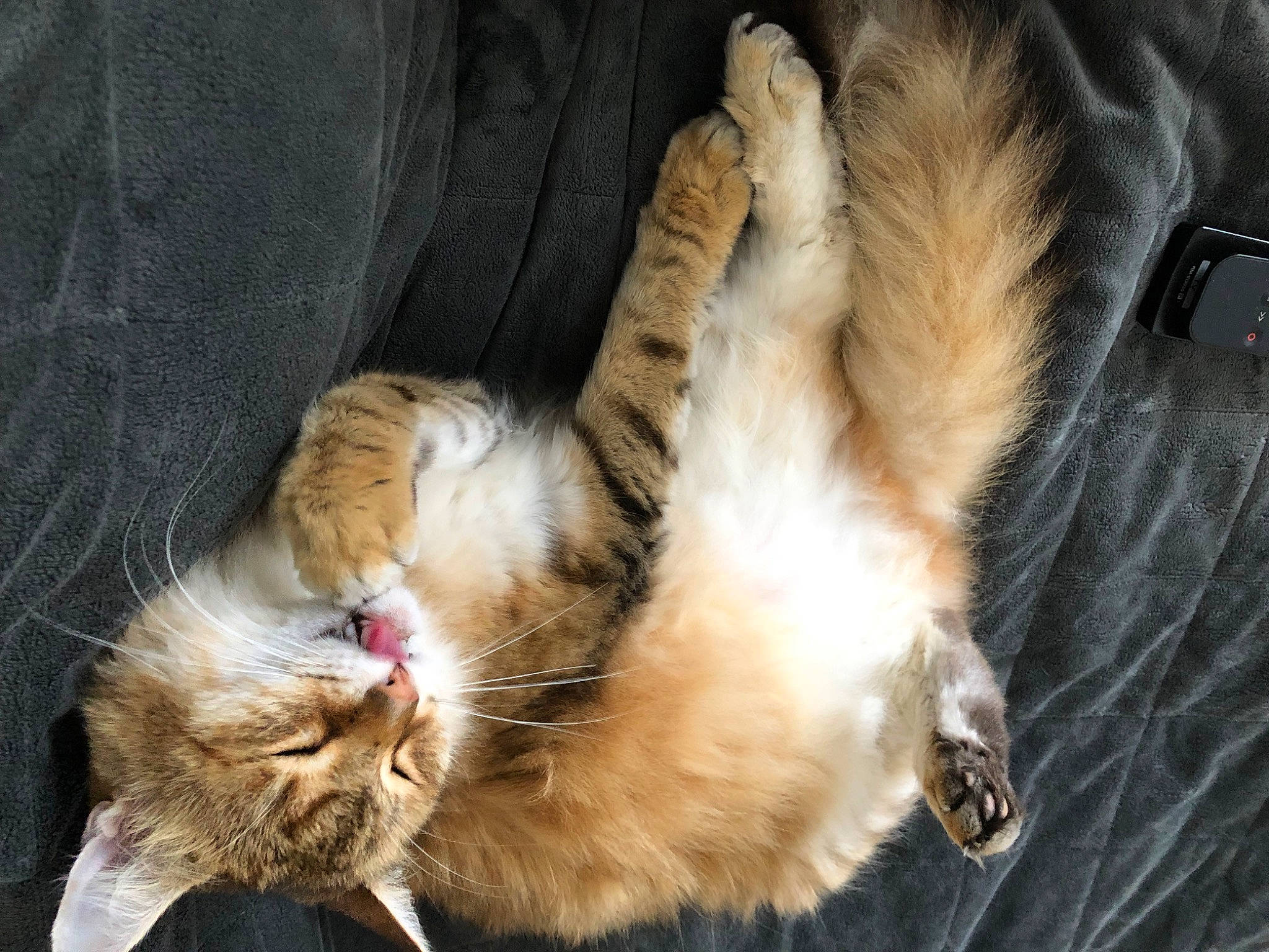 Macaron a rejoint le concours — aidez-le/la à gagner de superbes lots ! carnivore, cat, claw, comfort, domestic_short_haired_cat, fawn, felidae, foot, fur, gesture, human_leg, lap, paw, plant, small_to_medium_sized_cats, snout, tail, terrestrial_animal, whiskers