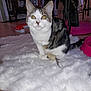 Violette a rejoint le concours — aidez-le/la à gagner de superbes lots ! aegean_cat, american_shorthair, american_wirehair, asian, carnivore, cat, domestic_short_haired_cat, european_shorthair, fawn, felidae, fur, kitten, mammal, norwegian_forest_cat, small_to_medium_sized_cats, whiskers