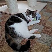 Violette a rejoint le concours — aidez-le/la à gagner de superbes lots ! aegean_cat, american_wirehair, carnivore, cat, domestic_short_haired_cat, european_shorthair, felidae, floor, flooring, fur, kitten, polydactyl_cat, small_to_medium_sized_cats, tail, whiskers