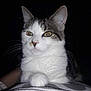 Violette participe au concours pour gagner de l'argent avec cette photo : aegean_cat, american_wirehair, asian, black_and_white, burmilla, carnivore, cat, domestic_short_haired_cat, european_shorthair, eye, felidae, fur, kitten, mammal, small_to_medium_sized_cats, snout, tabby_cat, turkish_angora, vertebrate, whiskers