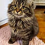 animal, cat, curious, cute, domestic, eyes, feline, floor, fluffy, fur, home, indoor, kitten, pet, playful, rug, tabby, toy, whiskers, young