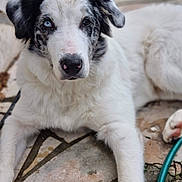 Snow a rejoint le concours — aidez-le/la à gagner de superbes lots ! animal, black_fur, blue_eye, brown_eye, canine, close_up, curious, dog, ears, heterochromia, lying_down, mammal, nose, outdoor, paw, pet, portrait, snout, stone_floor, white_fur