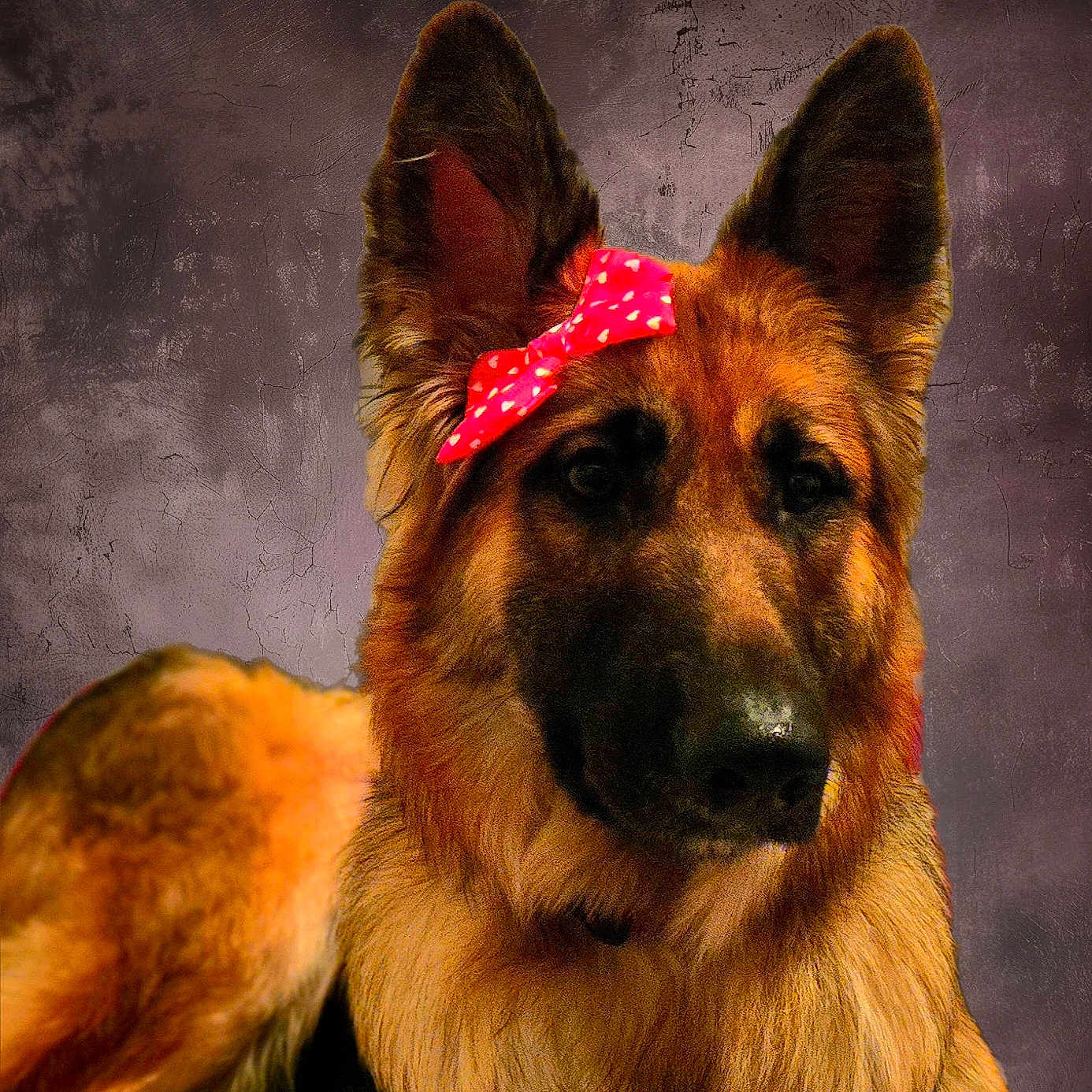 Abbey is registered to the contest to win money with this photo: adorable, animal, bow, canine, closeup, companion, cute, dog, domestic, ears, expression, fur, furry, german_shepherd, indoor, looking, mammal, pet, portrait, sitting