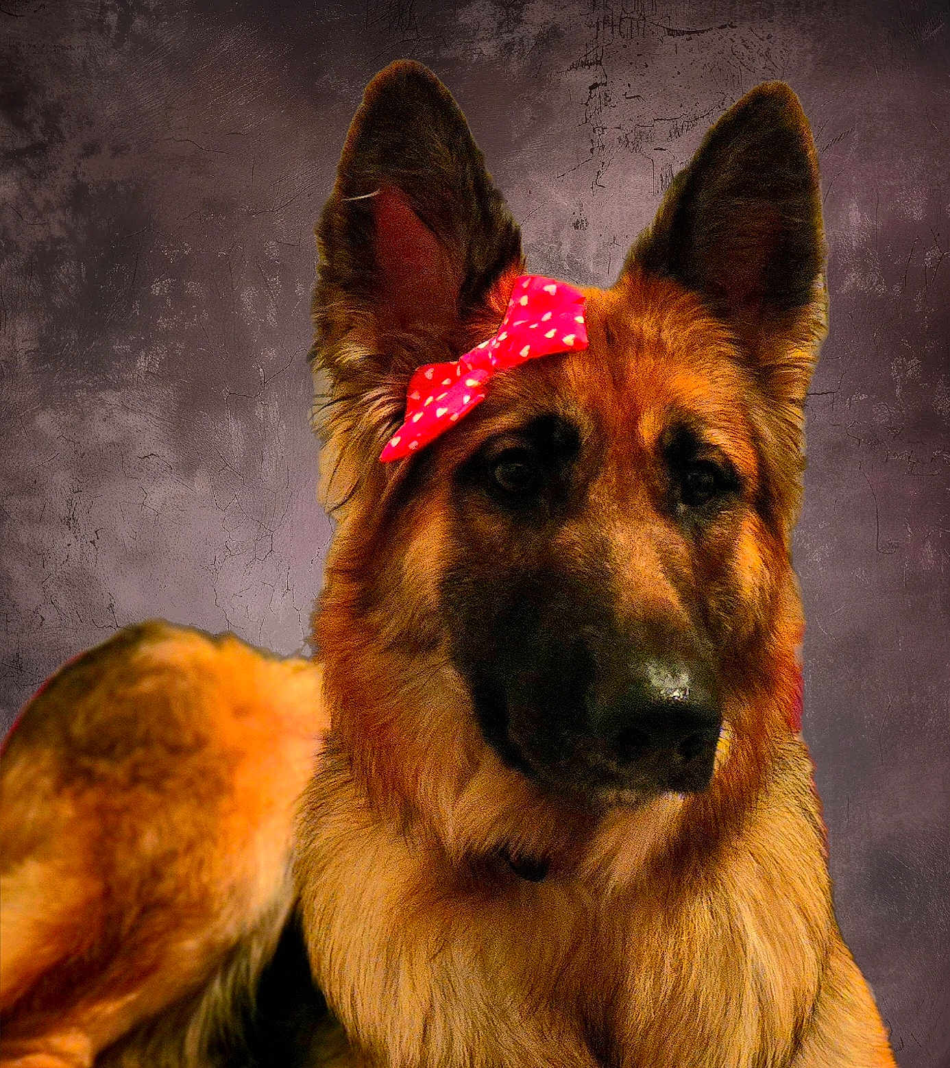 Abbey is registered to the contest to win money with this photo: dog, german_shepherd, bow, pet, animal, fur, ears, portrait, cute, closeup, indoor, mammal, canine, looking, sitting, adorable, expression, furry, companion, domestic