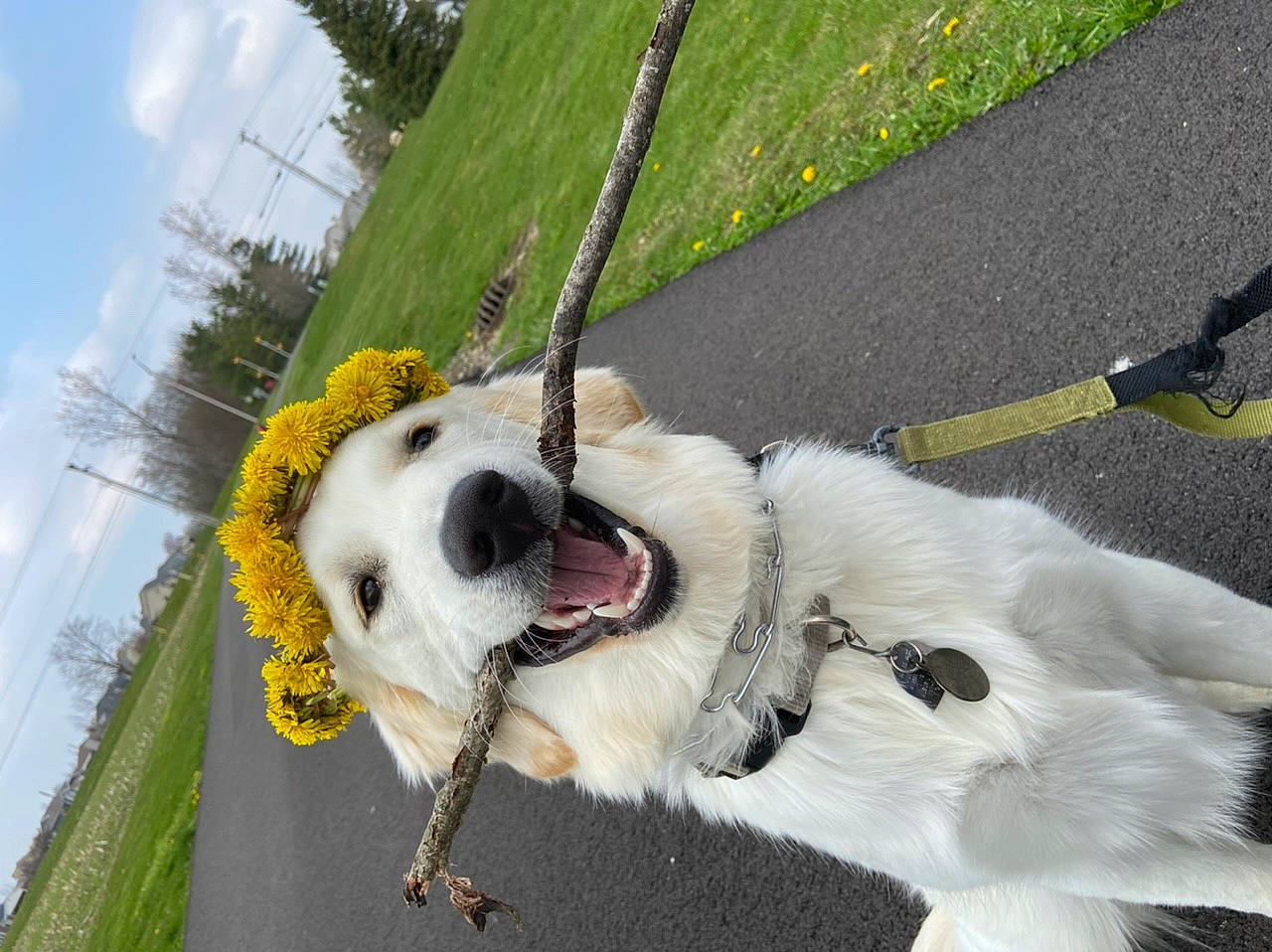 Bailey is registered to the contest to win money with this photo: canidae, carnivore, companion_dog, dog, dog_breed, fawn, leash, snout, sporting_group