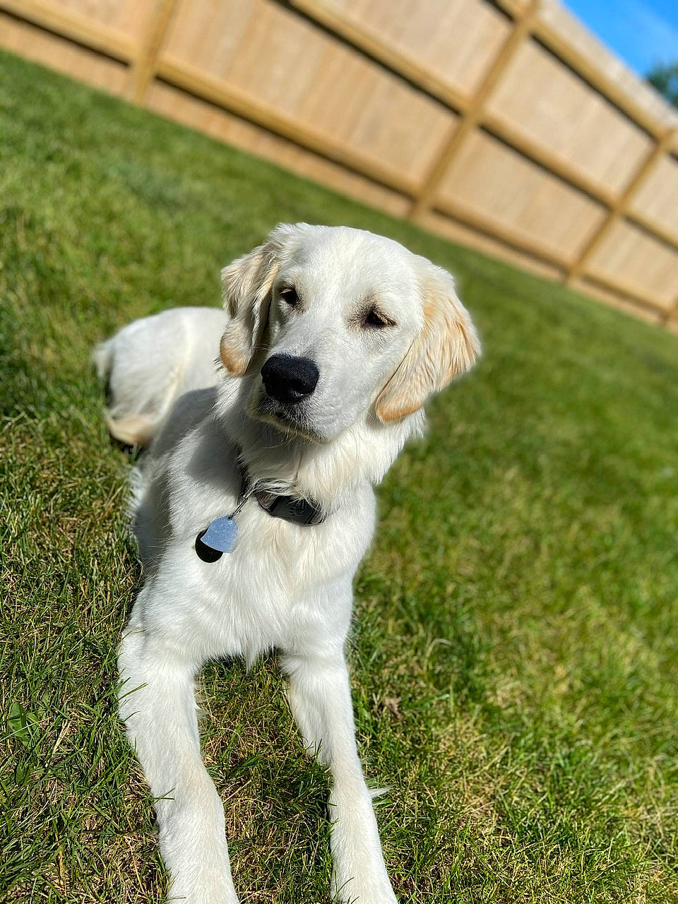 Bailey is registered to the contest to win money with this photo: canidae, carnivore, companion_dog, dog, dog_breed, fawn, golden_retriever, grass, hunting_dog, labrador_retriever, mammal, puppy, rare_breed_dog, retriever, saluki, snout, sporting_group, vertebrate