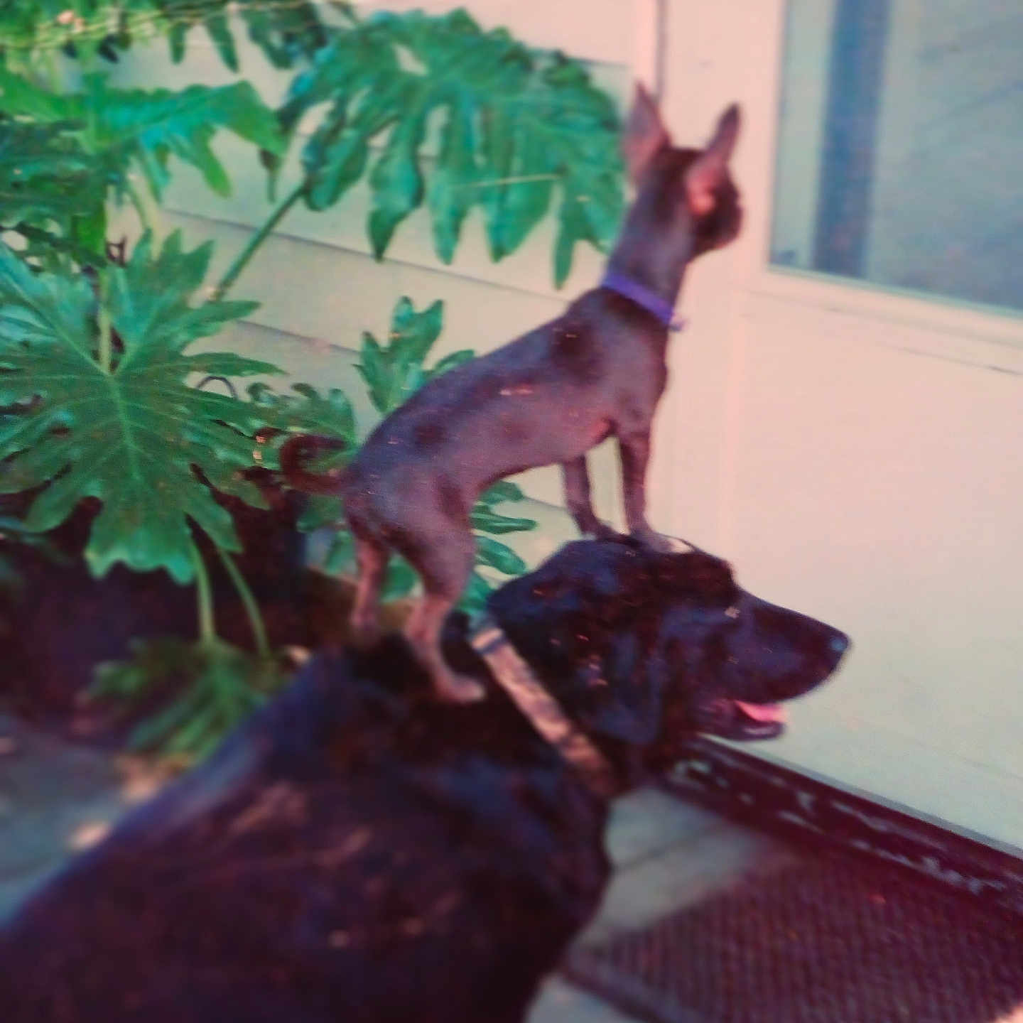Peewee And Pepper