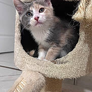 Moon participe au concours pour gagner de l'argent avec cette photo : kitten, cat, cat_condo, plush, curious, pet, indoor, feline, soft_fur, animal, cute, whiskers, ears, floor, toy, playful, cozy, small, young, domestic