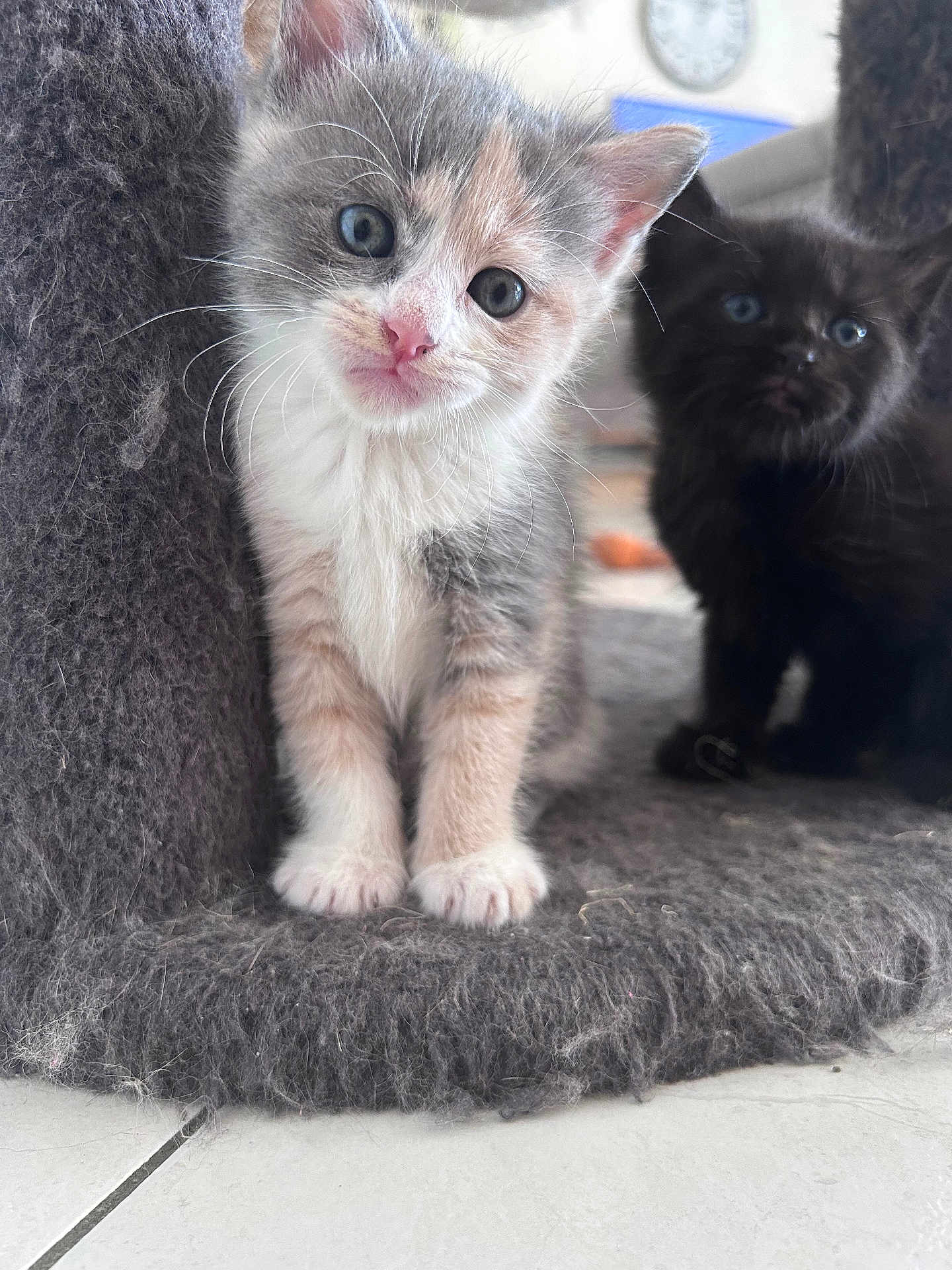 Moon participe au concours pour gagner de l'argent avec cette photo : kitten, cat, pets, animal, cute, furry, whiskers, indoor, floor, curious, small, young, playful, soft, feline, domestic, companions, two, gray, black