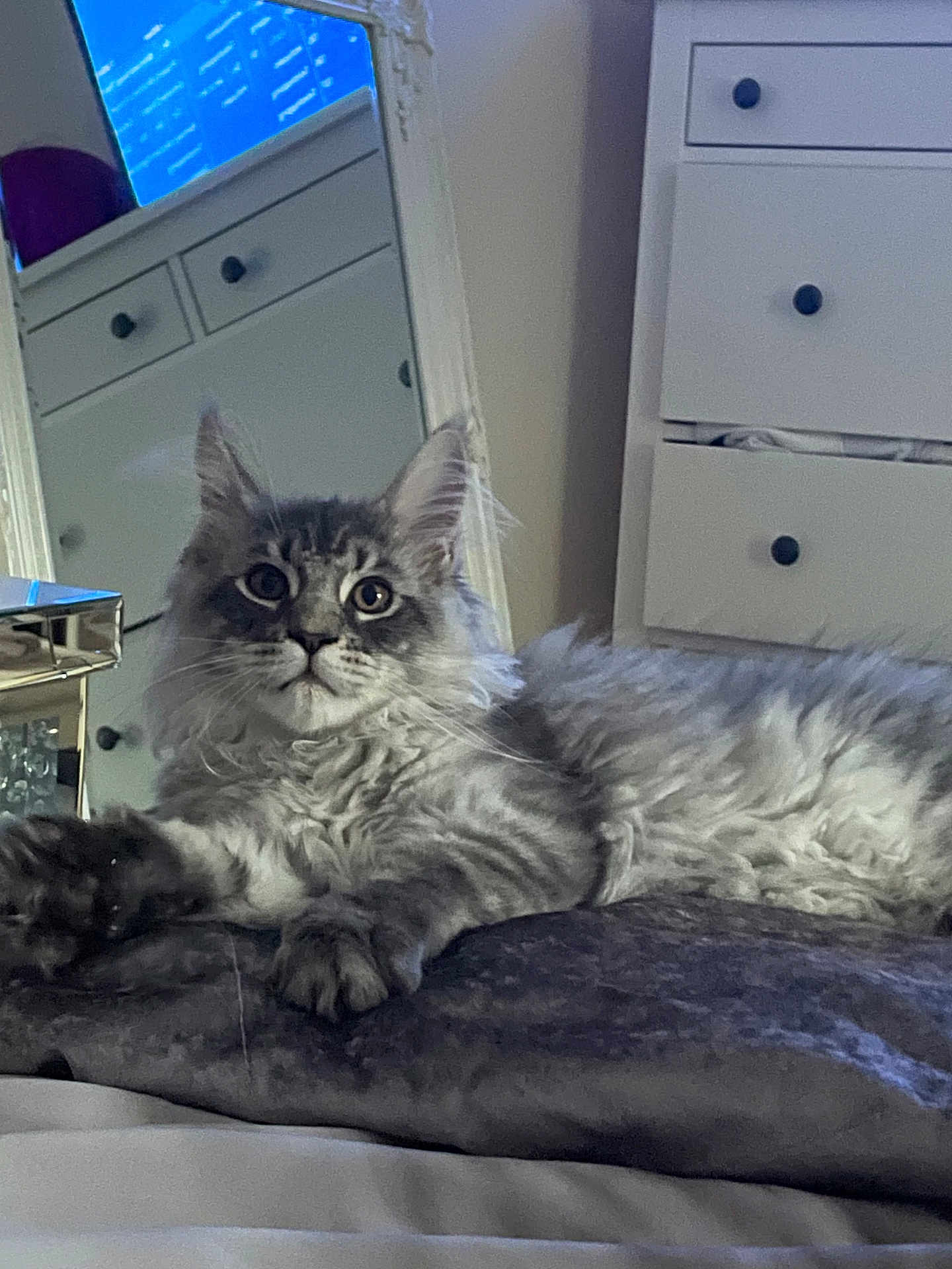 Ragnar is registered to the contest to win money with this photo: animal, bed, bedroom, cabinet, cat, closet, computer, cupboard, desk, drawer, electronics, furniture, indoors, kitten, laptop, pc, pet, room, screen, table