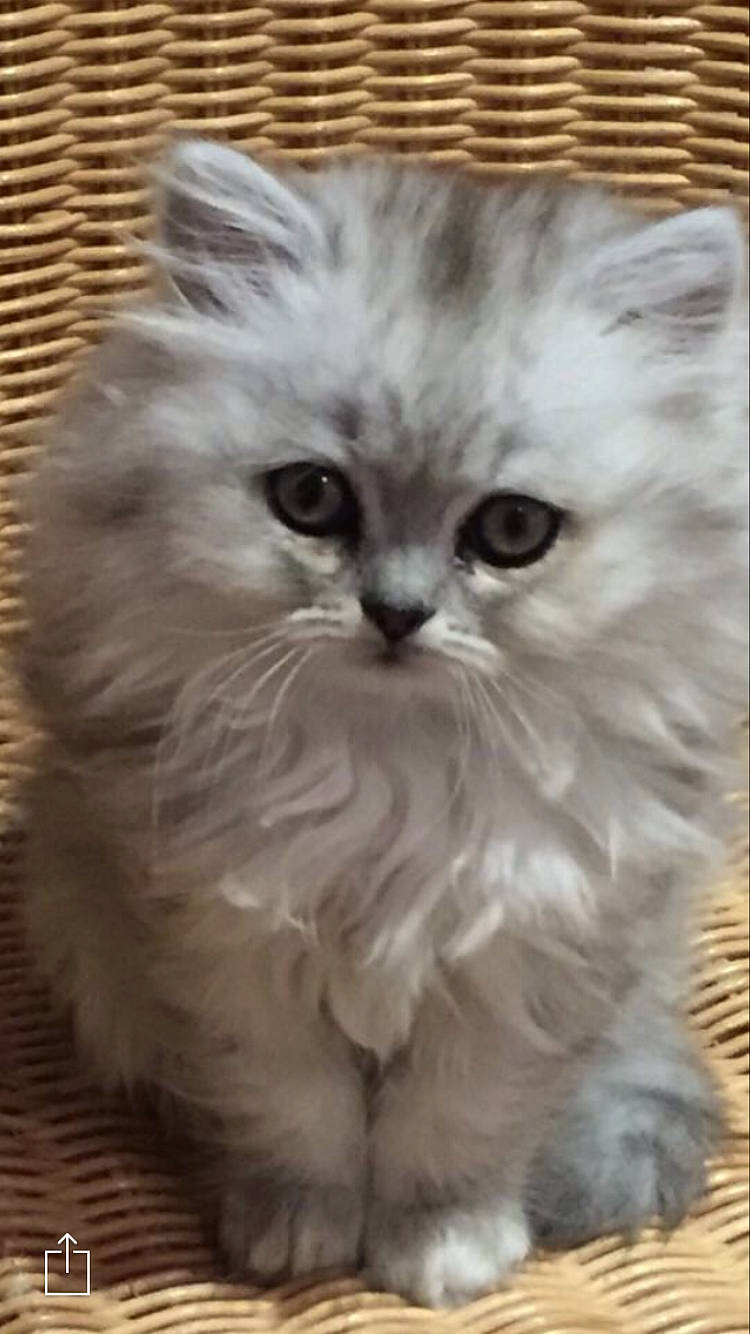 Plume a rejoint le concours — aidez-le/la à gagner de superbes lots ! british_longhair, carnivore, cat, eye, felidae, fur, hair, iris, persian, plant, ragdoll, small_to_medium_sized_cats, snout, vegetable, whiskers
