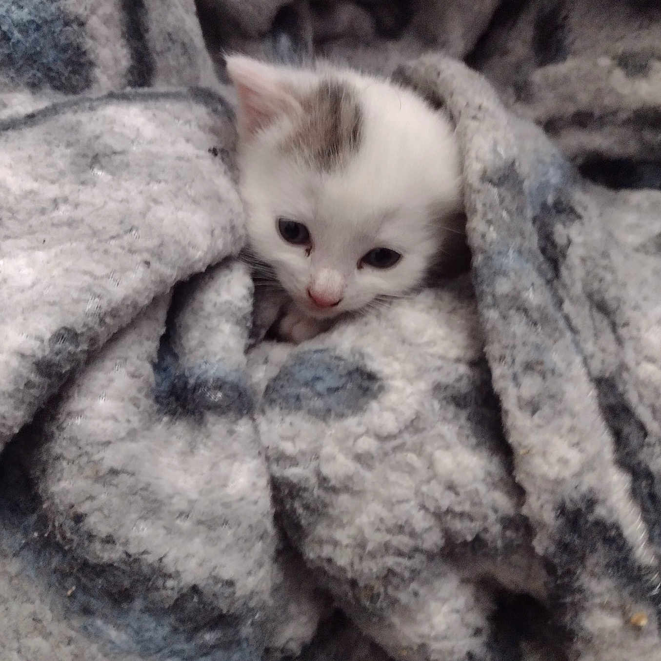 Snowy joined the competition — help win amazing prizes! abyssinian, angora, animal, blanket, cat, face, head, homedecor, kitten, laundry, linen, manx, person, pet, photography, portrait, quilt, siamese, towel, white