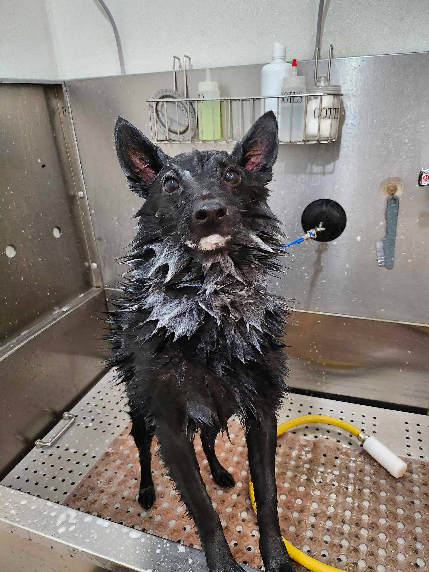 Midnight joined the competition — help win amazing prizes! art, canidae, carnivore, companion_dog, dog, dog_breed, fashion_design, fawn, floor, flooring, fur, guard_dog, metal, snout, sporting_group, tail, terrestrial_animal, toy_dog, whiskers, wood