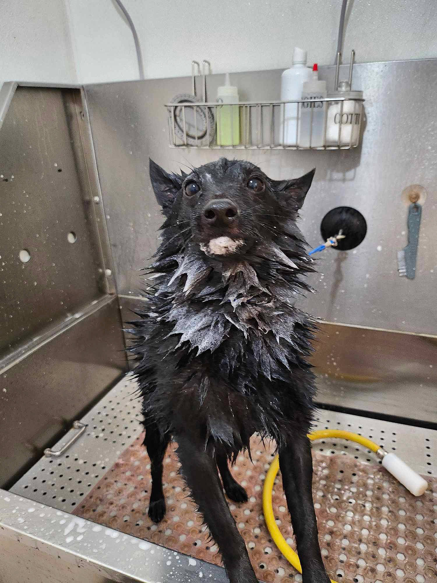 Midnight joined the competition — help win amazing prizes! art, canidae, carnivore, dog, dog_breed, door, dress, fashion_design, fictional_character, flooring, fur, glass, metal, sculpture, snout, sporting_group, tail, tree, visual_arts, wood