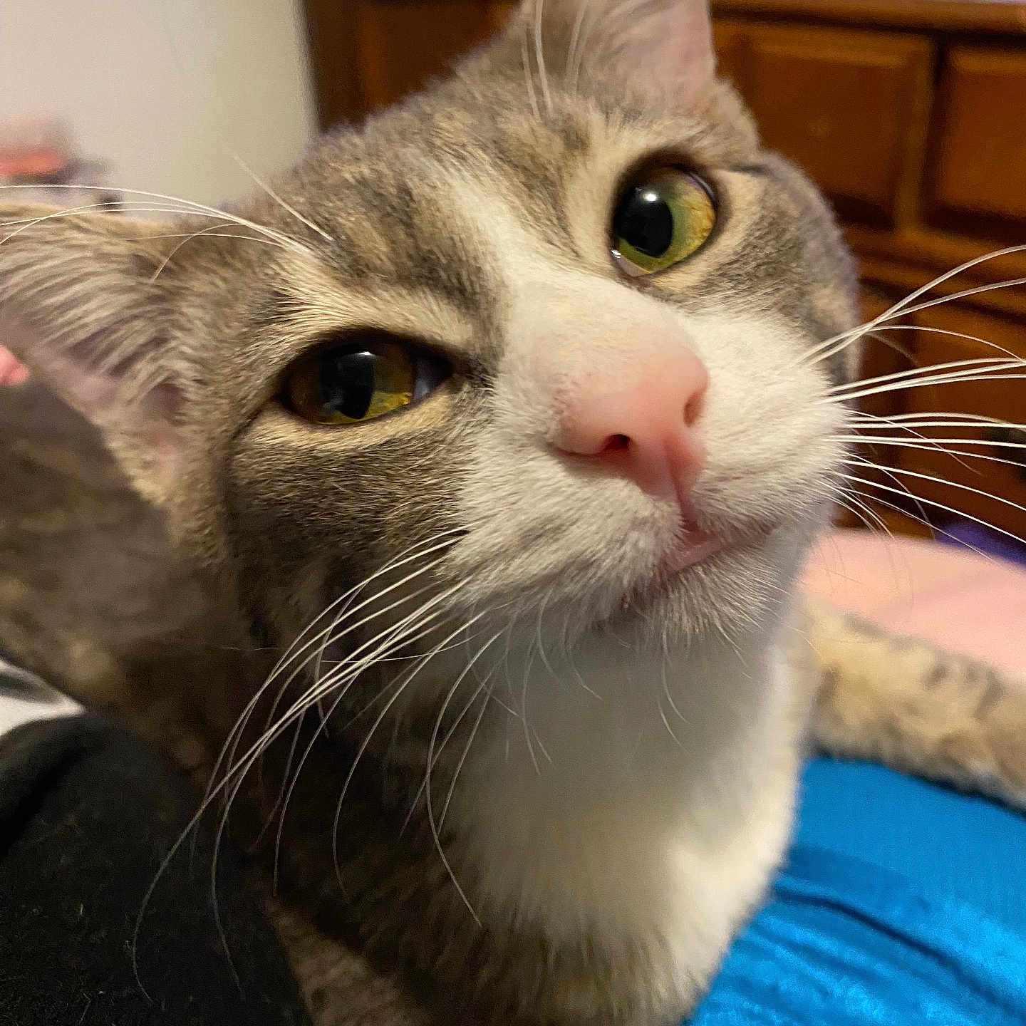 Scooby joined the competition — help win amazing prizes! abyssinian, animal, architecture, building, cat, computerhardware, couch, electronics, furniture, hardware, indoors, kitten, livingroom, manx, monitor, pet, plant, room, screen, tv