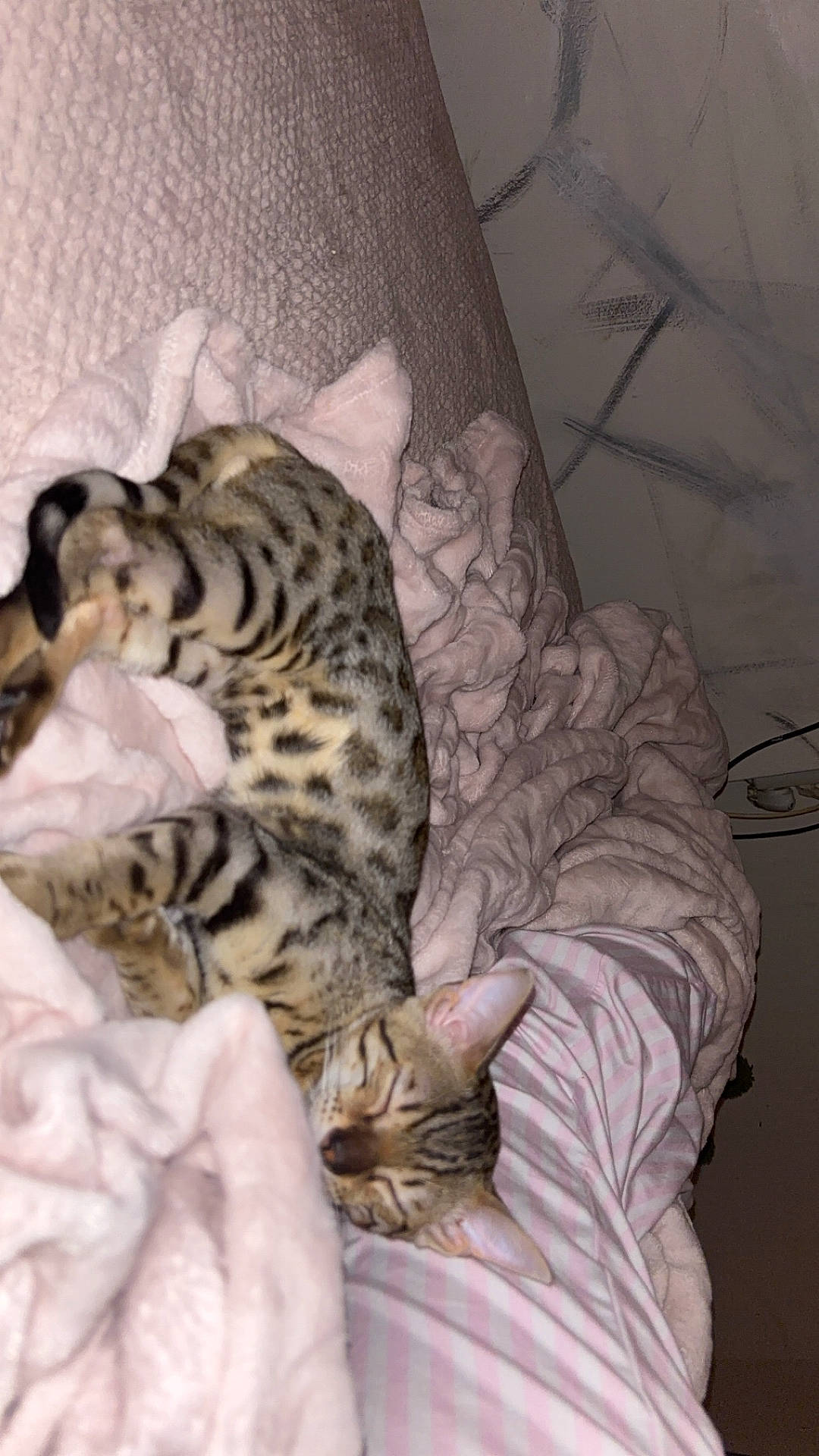 Yuki a rejoint le concours — aidez-le/la à gagner de superbes lots ! animal, blanket, cat, comfort, couch, cozy, fabric, feline, fur, home, indoor, pet, pink, relaxing, resting, sleeping, soft_texture, spotted_fur, striped, striped_pajamas