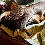 animal, black_and_white_cat, blanket, cat, companion, cozy, cute, domestic_animal, fabric, fur, gray_cat, indoor, paw, pets, relaxing, resting, sleeping, snuggling, soft, two_animals