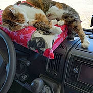 Caramelle participe au concours pour gagner de l'argent avec cette photo : car, cat, cat_like_mammal, kitten, small_to_medium_sized_cats, snout, whiskers