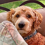 Koda is registered to the contest to win money with this photo: dog, curly_fur, outdoor, cushion, chair, collar, pet, animal, portrait, close_up, furniture, greenery, relaxing, cute, fluffy, face, ears, nose, expression, home
