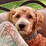 dog, curly_fur, outdoor, cushion, chair, collar, pet, animal, portrait, close_up, furniture, greenery, relaxing, cute, fluffy, face, ears, nose, expression, home