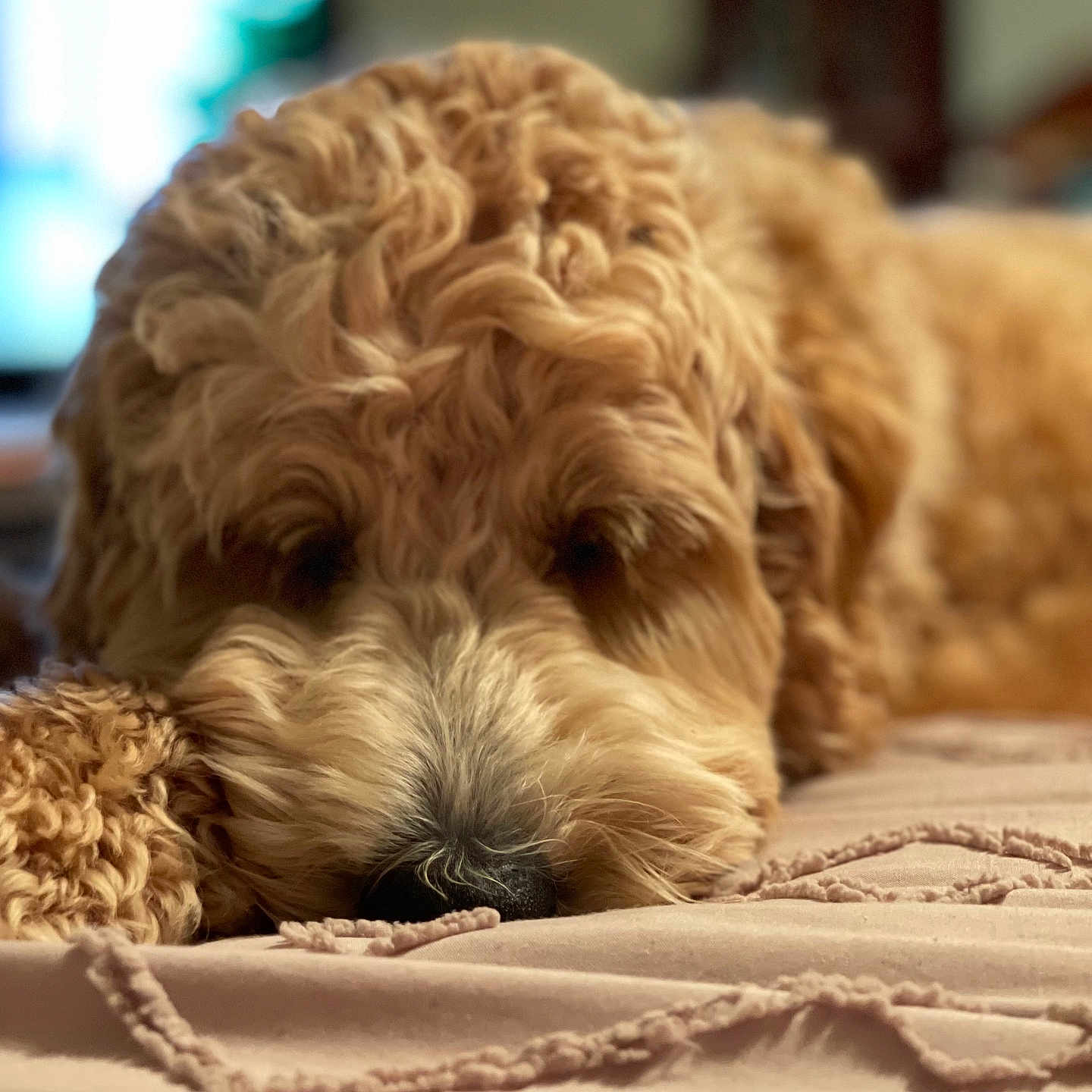 Koda joined the competition — help win amazing prizes! animal, blanket, brown, calm, close_up, cozy, curly_fur, cute, dog, domestic_animal, fur, indoor, laying_down, nose, pet, portrait, relaxed, resting, sleepy, soft_texture