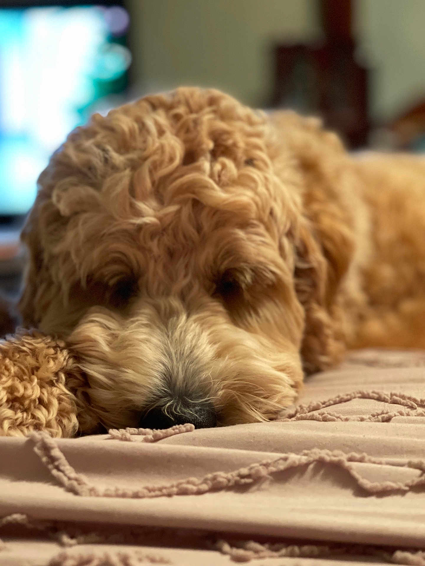 Koda joined the competition — help win amazing prizes! dog, curly_fur, close_up, resting, sleepy, blanket, soft_texture, indoor, pet, animal, cozy, brown, cute, fur, nose, laying_down, portrait, domestic_animal, calm, relaxed